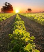 5 Proven Ways Organic Inputs Improve Crop Yields and Farmer Incomes
