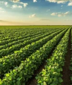 From Soil to Harvest: How to Transition to Organic Farming Successfully