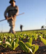 The Future of Farming in East Africa: Why Organic is the Way Forward